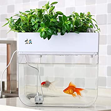 Indoor Hydroponic Garden With Fish