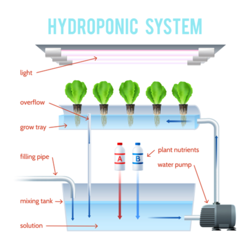 What Is Hydroponic Planting